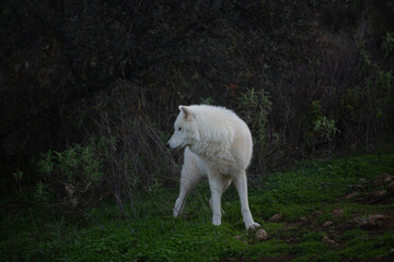 Wolf in the wild © Joanna