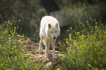 Wolf in the wild © Joanna
