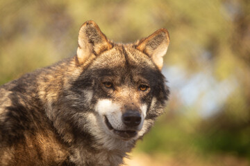 Wolf in the wild © Joanna