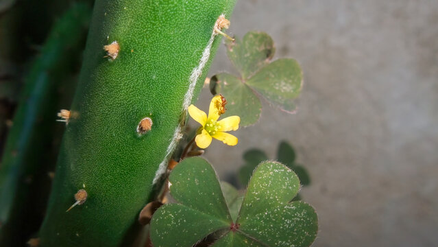 Yellow Oxalis Flower and Cactus