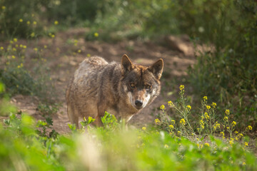 Wolf in the wild © Joanna
