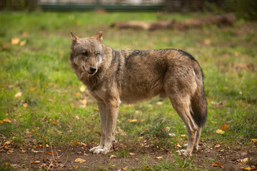 Wolf in the wild © Joanna