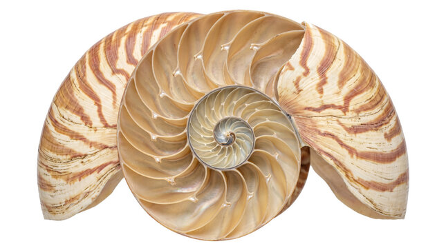 Split chambered nautilus shell cross section revealing inner spiral chambers and striped exterior cutout on a transparent background