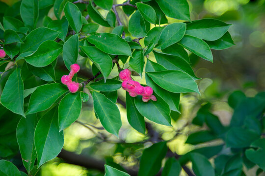 Pink Buds on Green Leaves