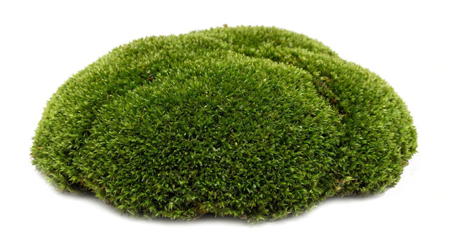 Lush bright green cushion moss mound cutout on a transparent background