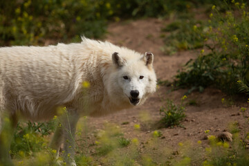 Wolf in the wild © Joanna