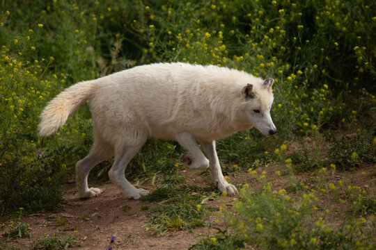 Wolf in the wild