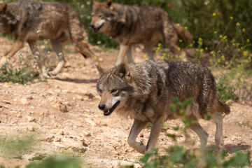 Wolf in the wild © Joanna