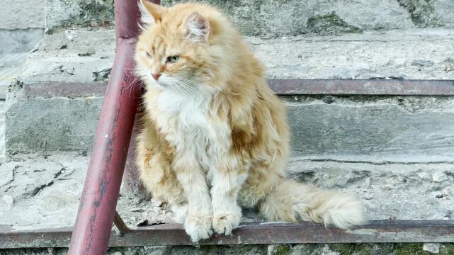 A fluffy ginger cat sits thoughtfully on weathered concrete steps next to a metal railing. The sweet pet watches carefully, bringing a nostalgic and peaceful mood.