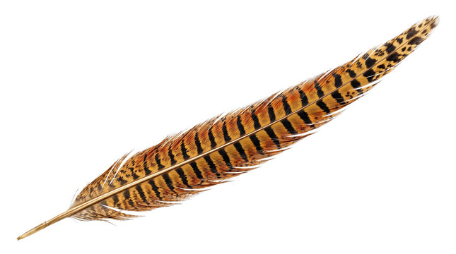Long golden brown and black striped pheasant tail feather cutout on a transparent background