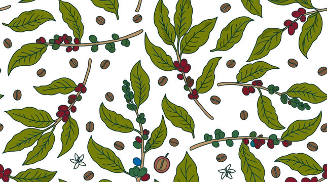 Motif sans couture de branches de caf&eacute;ier avec des cerises rouges, des baies vertes, des feuilles et des grains torr&eacute;fi&eacute;s sur fond blanc pur.