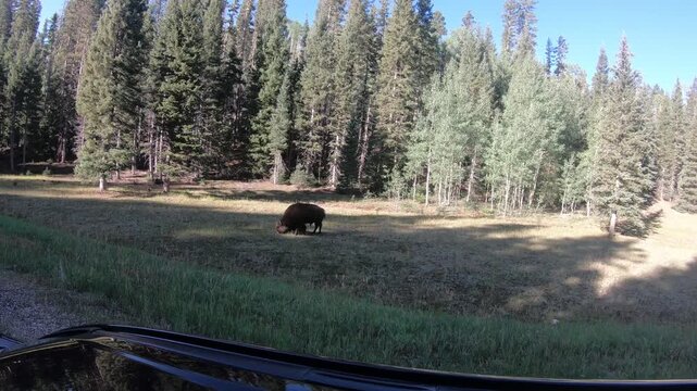 Cinematic American bison with calf near the rim of the Grand Canyon, rare wildlife encounter in Arizona travel video