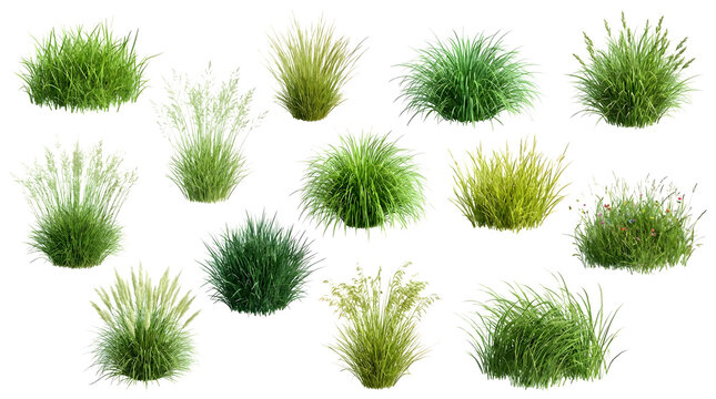 Set of various green grass bushes isolated on transparent background