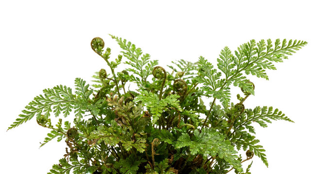 Lush green fern plant with delicate fronds and curled fiddleheads cutout on a transparent background