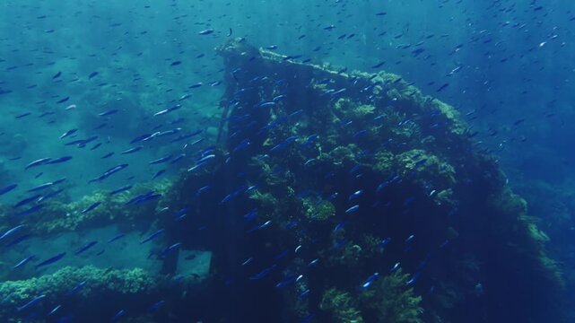 School of blue fusilier fish swimming over shipwreck