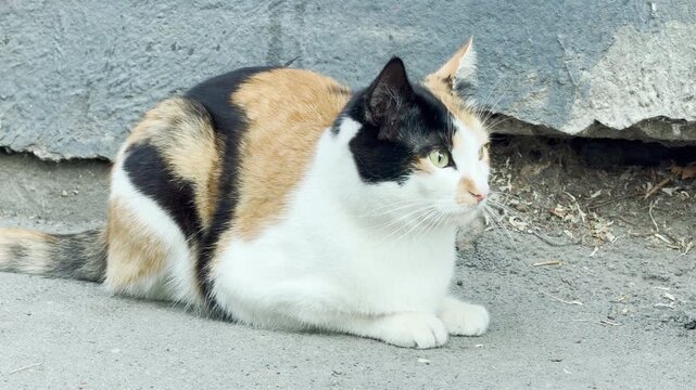 A lovely calico cat crouches alertly on the concrete ground. The curious pet watches closely near a weathered grey wall. It feels calm yet deeply focused.
