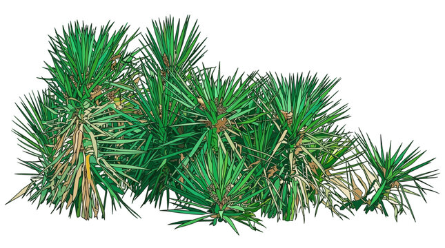 Um aglomerado de plantas verdes e espinhosas, possivelmente i&uacute;cas ou agaves jovens, isolado em fundo branco para design.