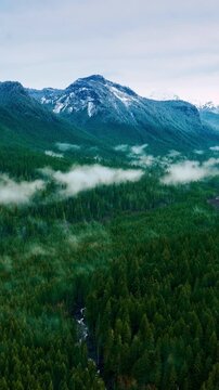 Beautiful scenery of the Mount Rainer National park, Washington State, the USA. Evergreen pine trees cover the territory of reserve. Top view. Vertical video