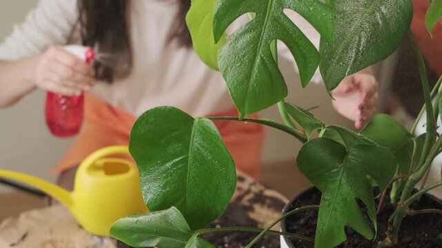 Woman caring for indoor plants spraying leaves with water using spray bottle home gardening routine maintaining humidity and healthy greenery relaxing daily hobby and stress relief