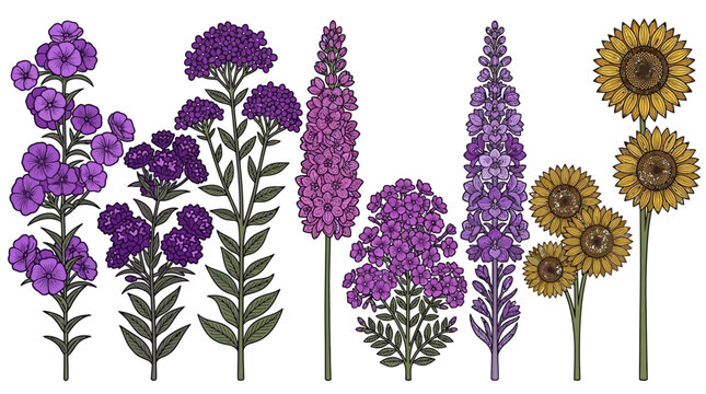 Illustration vectorielle de diverses fleurs de jardin incluant des tournesols et des plantes violettes sur un fond blanc isol&eacute;.