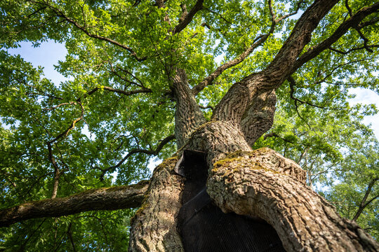 Old oak tree with hollow trunk protected by a metal mesh. Mesh cover on tree cavity provides ventilation, prevents rot and does not prevent birds or insects from using hollow as shelter.