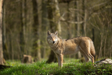 Fototapeta premium Wolf in the wild