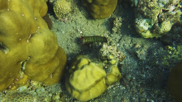 Peacock mantis shrimp crawling on the seabed
