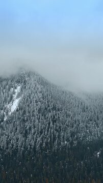 Snowy view of the Mount Rainer National park, Washington State, the USA. Pine trees and river are covered with sow. Top perspective. Vertical video