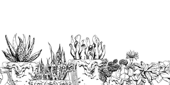 Sansevieria, blooming lithops living stones, mixed crassula echeveria succulents in glazed clay pots. Seamless banner sketch hand drawn in ink vector. Sustainable branding, green lifestyle layouts.