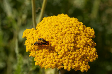 Accouplement de deux insectes sur une fleur d'achillée © Hervé Rouveure