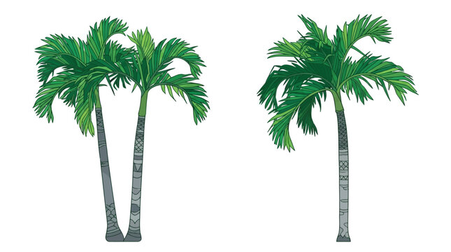 Zwei verschiedene tropische Palmen, freigestellt auf wei&szlig;em Hintergrund, ideal f&uuml;r Urlaubs- und Sommerdesigns.