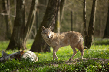 Fototapeta premium Wolf in the wild