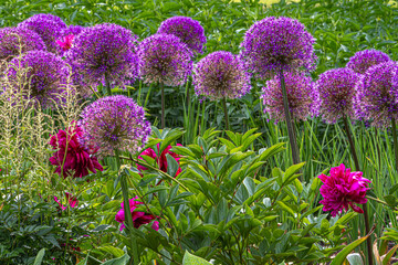 Obraz premium purple flowers in the garden