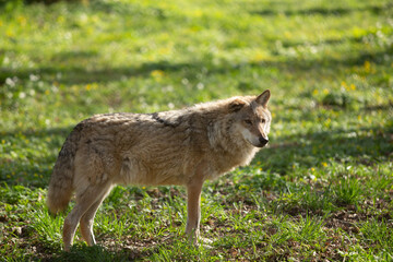 Wolf in the wild © Joanna