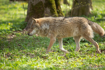 Wolf in the wild © Joanna