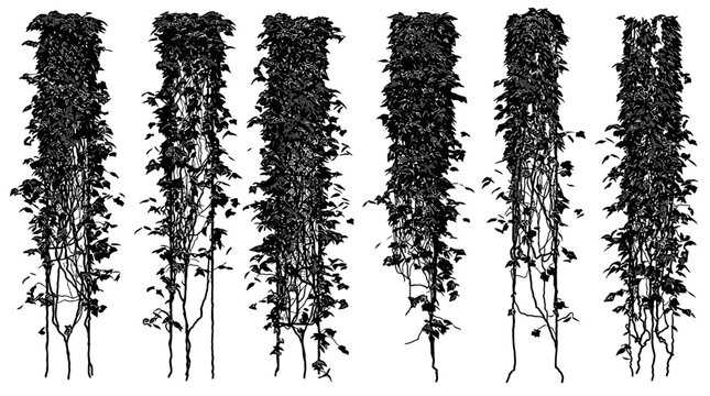 Sechs freigestellte, vertikale Kletterpflanzen-Silhouetten in Schwarz-wei&szlig;, ideal als grafische Designelemente f&uuml;r vielseitige Projekte.