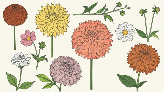 Eine wundersch&ouml;ne Vektorillustration einer Sammlung von Dahlienbl&uuml;ten in verschiedenen Gr&ouml;&szlig;en und Farben wie Orange, Gelb, Rosa, Wei&szlig; und Lila, perfekt f&uuml;r botanische Designs.