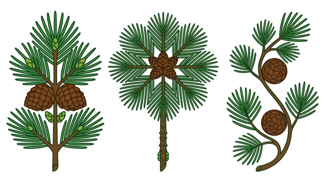 Conjunto de ilustraciones vectoriales de ramas de pino con pi&ntilde;as marrones y agujas verdes detalladas, elementos bot&aacute;nicos decorativos aislados sobre un fondo blanco limpio para dise&ntilde;o