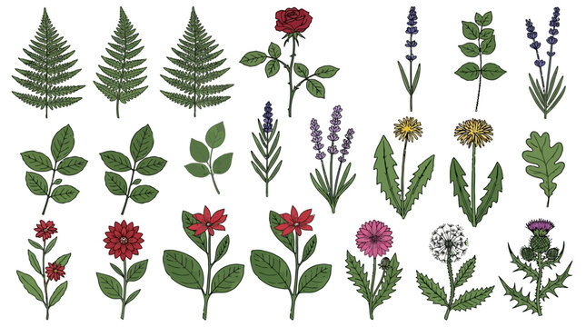 Conjunto de ilustraciones bot&aacute;nicas dibujadas a mano con una variedad de flores silvestres, hojas de helecho, rosas, lavanda y dientes de le&oacute;n sobre un fondo blanco aislado