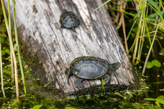 Two European pond turtles resting on a tree trunk that has fallen down in the pond