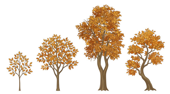 Conjunto de cuatro &aacute;rboles de oto&ntilde;o con follaje naranja y marr&oacute;n sobre un fondo blanco aislado, ideales para dise&ntilde;o gr&aacute;fico, ilustraci&oacute;n bot&aacute;nica y proyectos de naturaleza.
