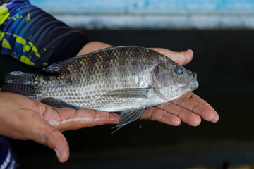 Man Holding a Large Fresh Tilapia Fish in a Fish Farm © Bastera rusdi
