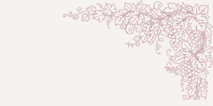 Elegant grapevine corner border design with leaves, tendrils, and grape clusters, line art illustration