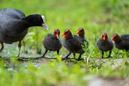 Eurasian Coot - scene where a mother feeds a baby. eurasian coot on the lake
