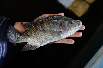 Man Holding a Large Fresh Tilapia Fish in a Fish Farm © Bastera rusdi
