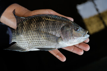Man Holding a Large Fresh Tilapia Fish in a Fish Farm © Bastera rusdi