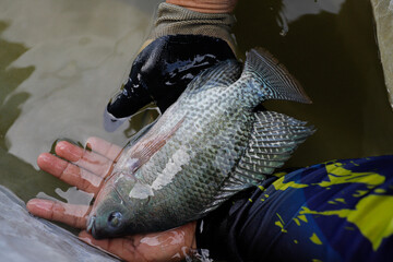 Man Holding a Large Fresh Tilapia Fish in a Fish Farm © Bastera rusdi