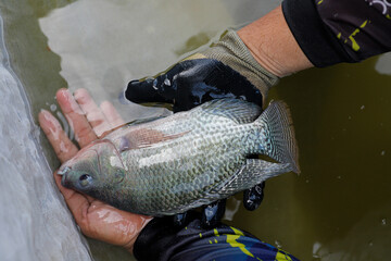Man Holding a Large Fresh Tilapia Fish in a Fish Farm © Bastera rusdi