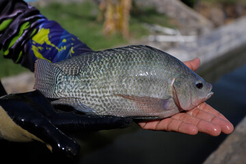 Man Holding a Large Fresh Tilapia Fish in a Fish Farm © Bastera rusdi