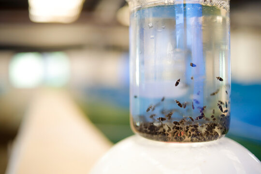 Asian Seabass (Barramundi) Fingerlings in Hatchery Container for Aquaculture Breeding and Sustainable Fish Farming
